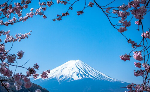 Mount Fuji with cherry blossoms